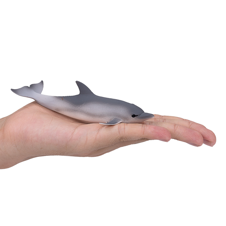 Common Dolphin