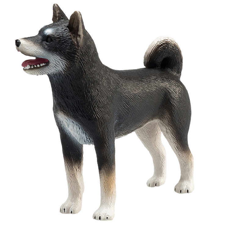 Shiba Inu Black