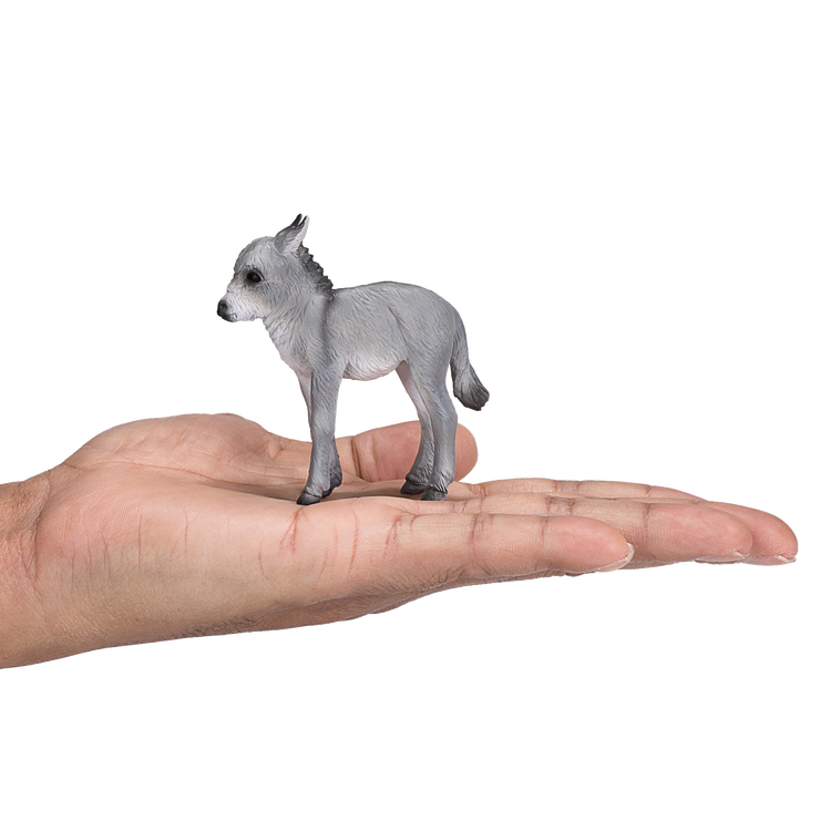Donkey Foal