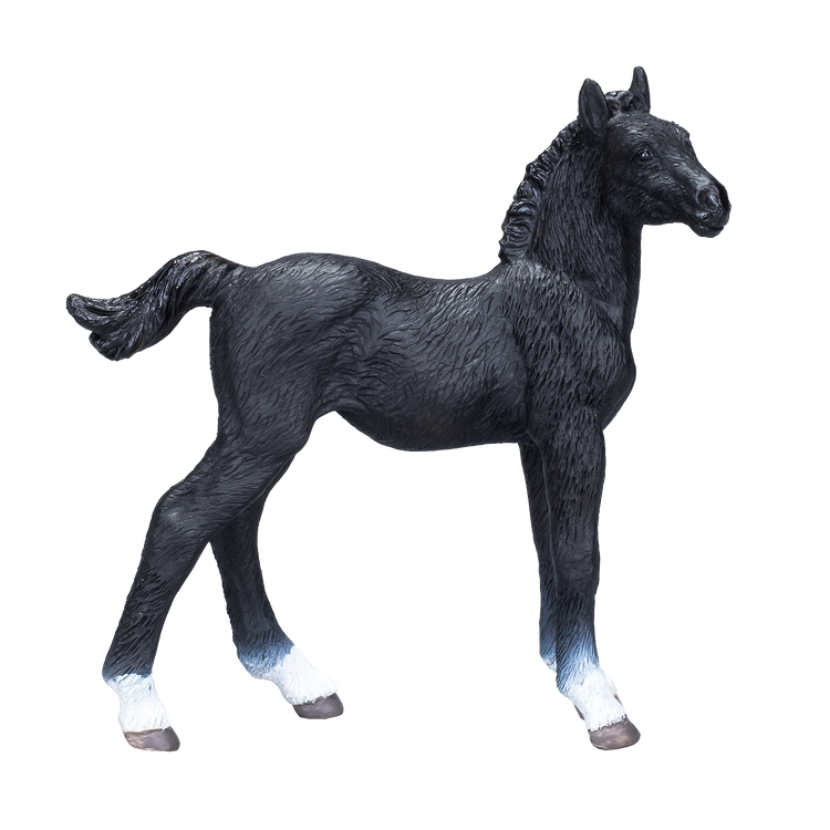 Hanoverian Foal Black