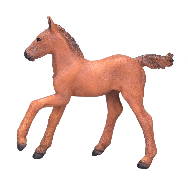 Arabian Foal Chestnut