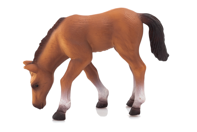 Arabian Foal Eating