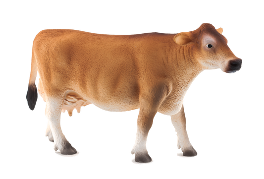 Jersey Cow