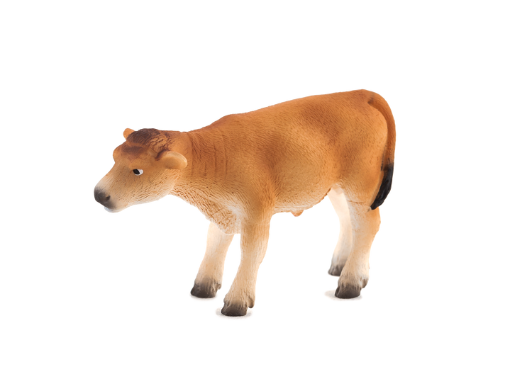 Jersey Calf standing
