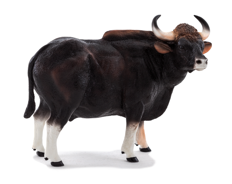 Gaur Bull