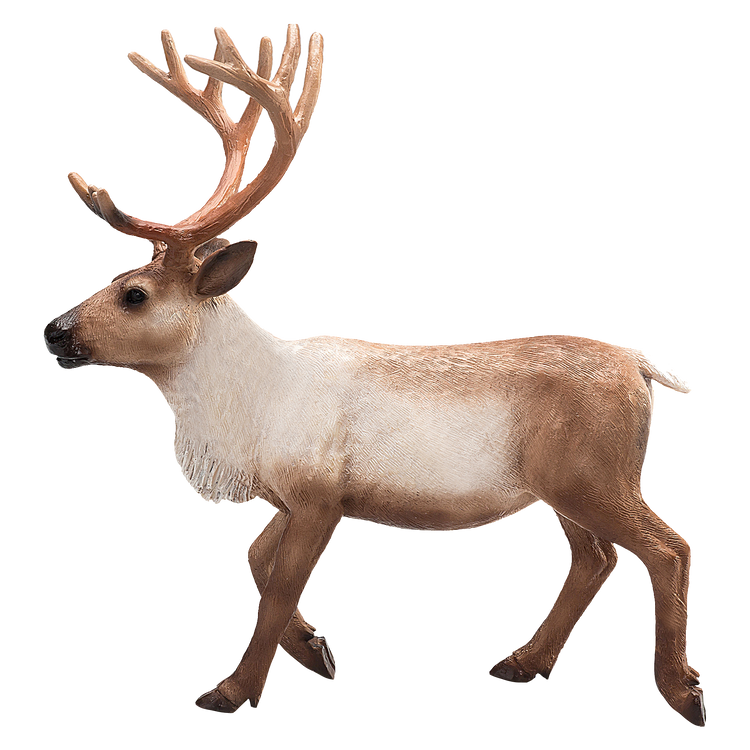 Reindeer