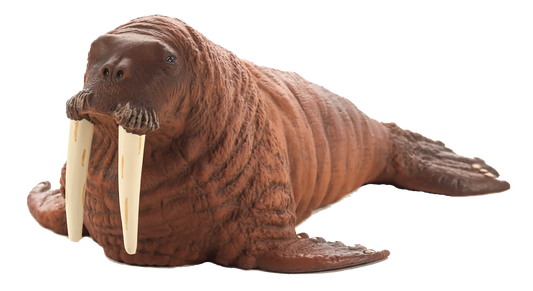 Walrus