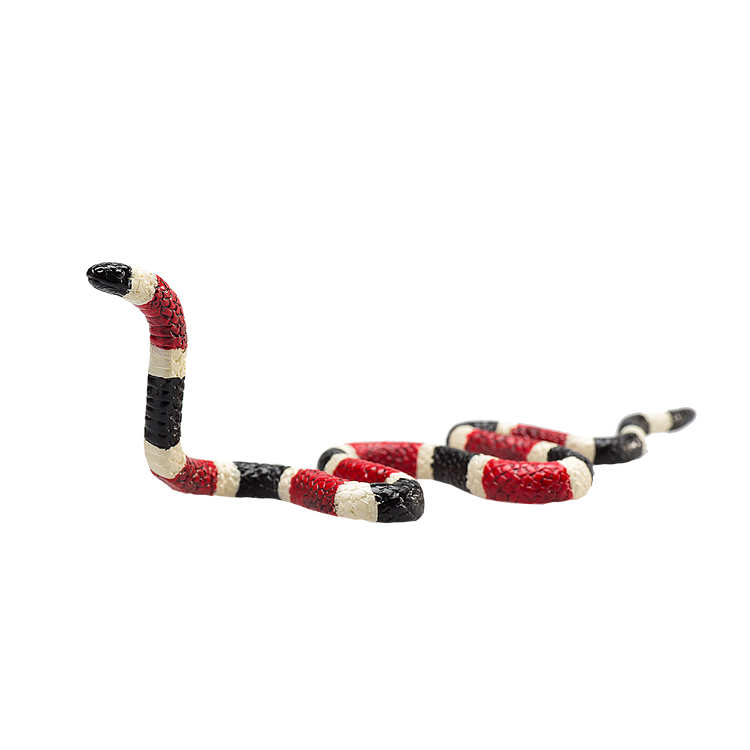 Coral Snake