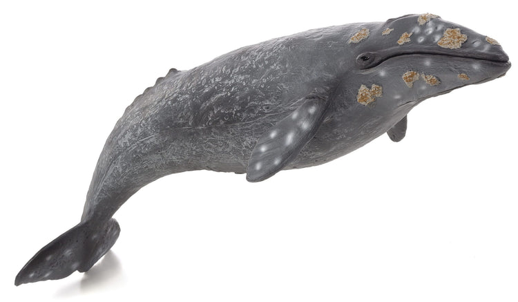 Gray Whale