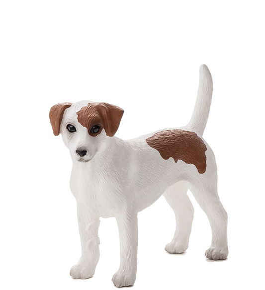 Jack Russel Terrier