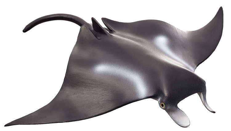 Manta Ray