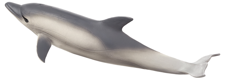 Common Dolphin