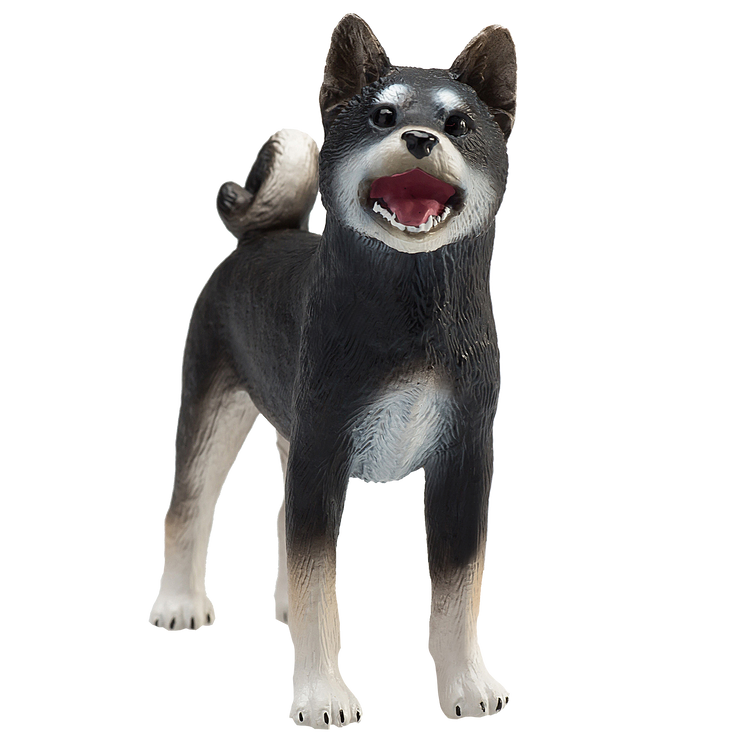 Shiba Inu Black