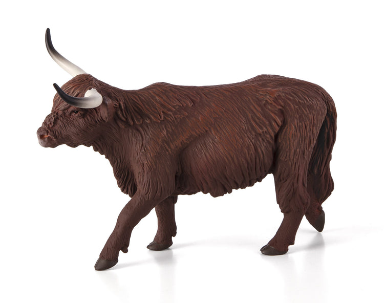 Highland Cow