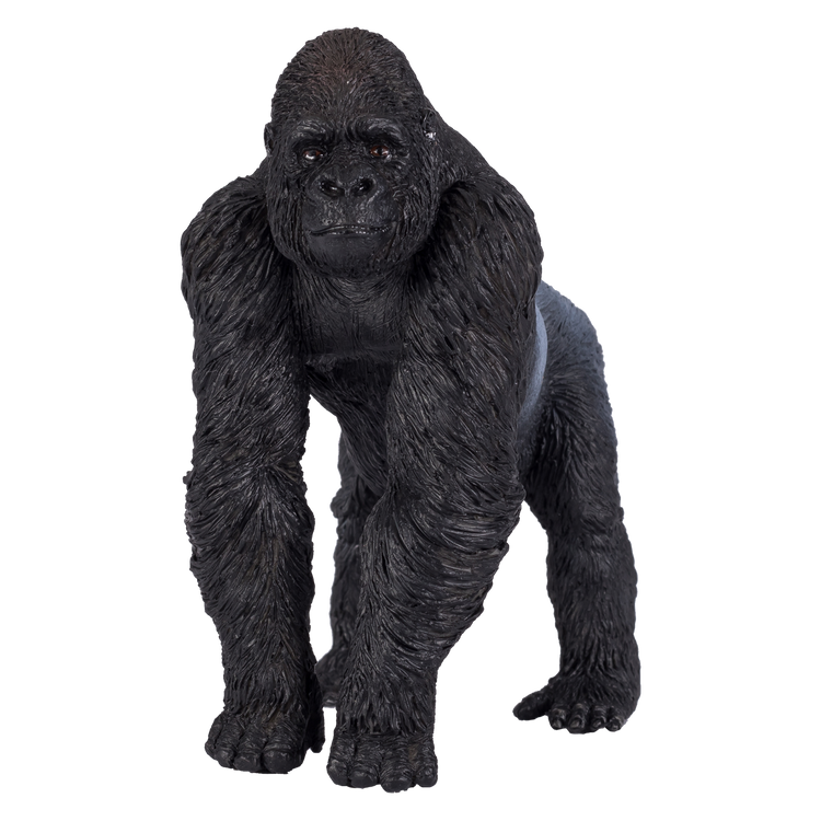 Gorilla Male Silverback