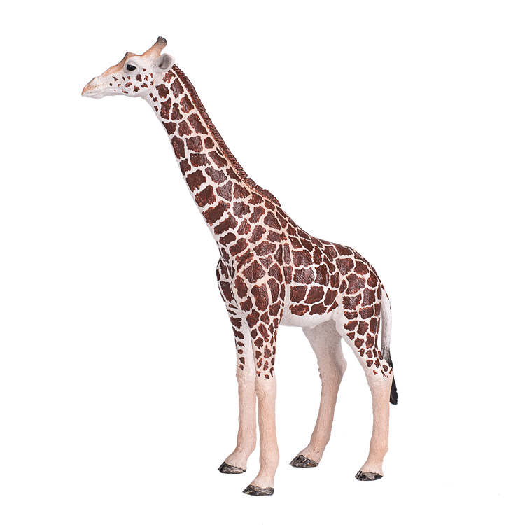 Giraffe Male