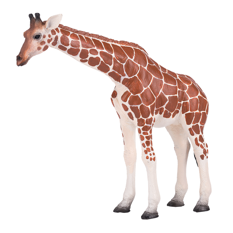 Giraffe Female