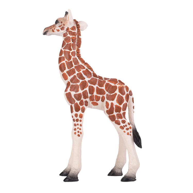 Giraffe Calf