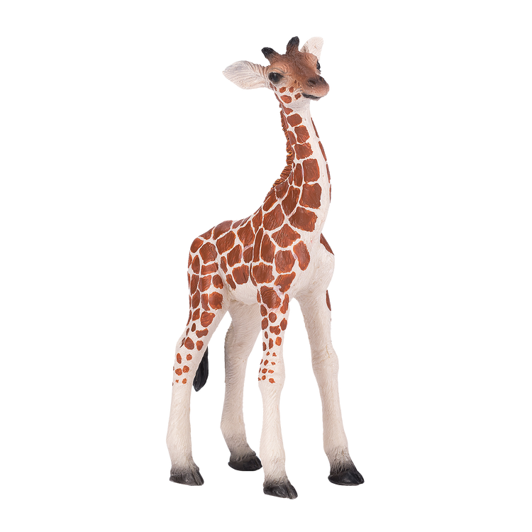 Giraffe Calf