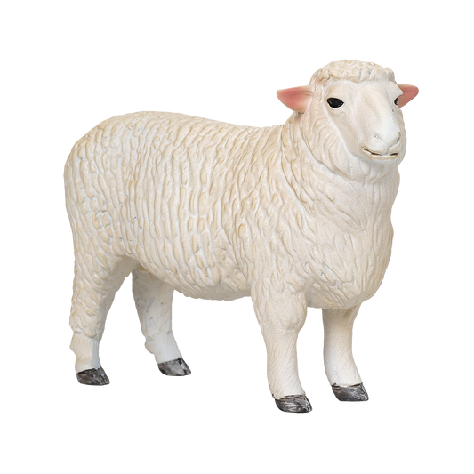 Romney Sheep Ram