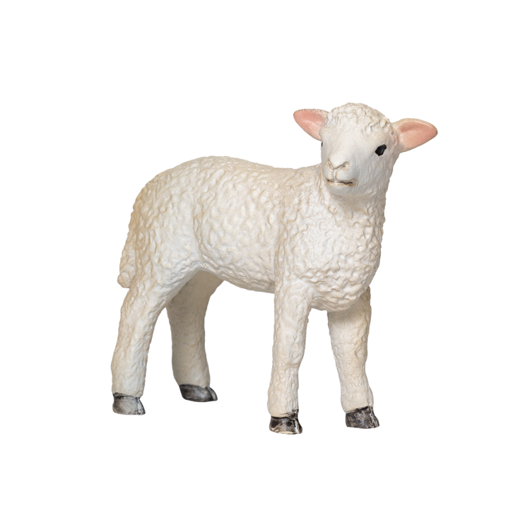 Romney Sheep Lamb Standing