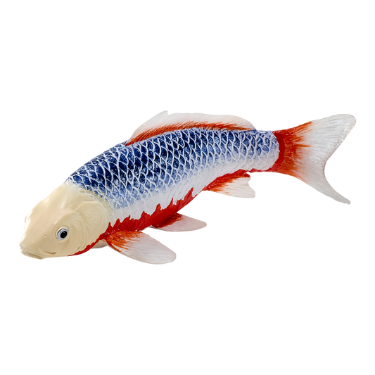 Koi Carp - Asagi