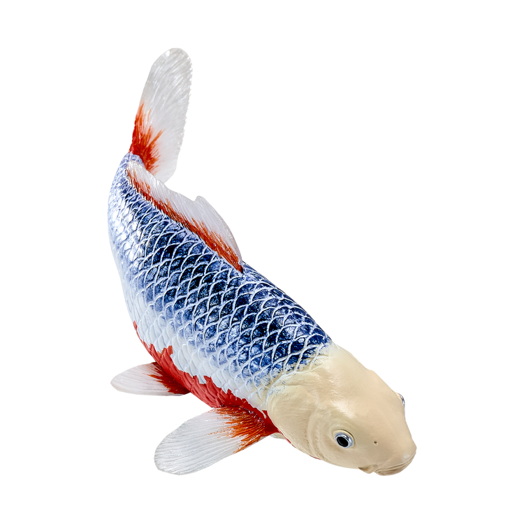 Koi Carp - Asagi