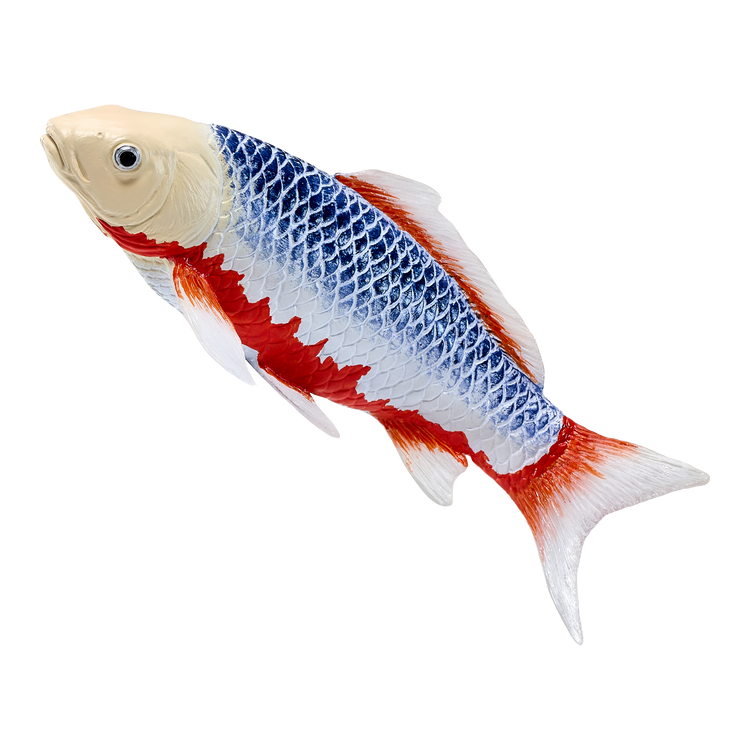 Koi Carp - Asagi