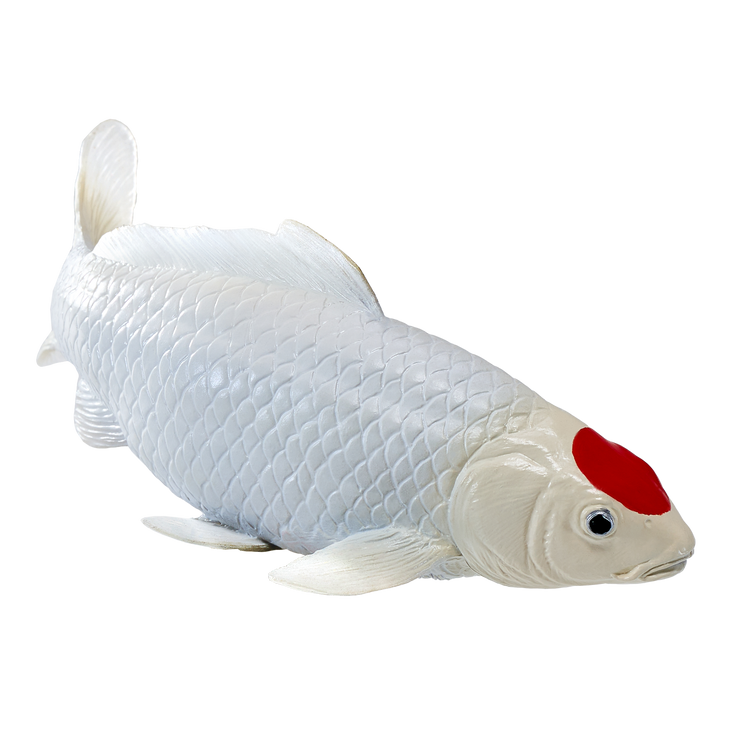 Tancho Koi
