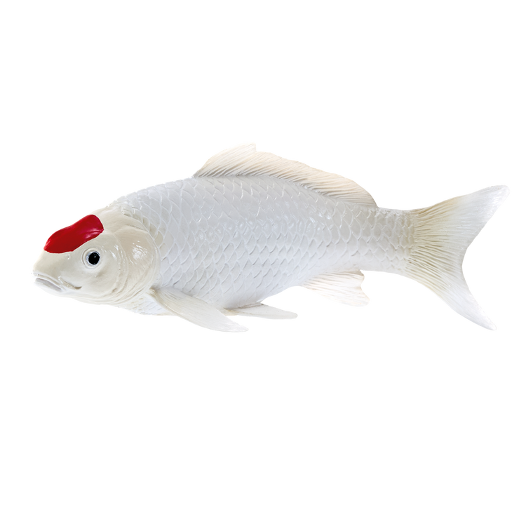 Koi Carp - Tancho