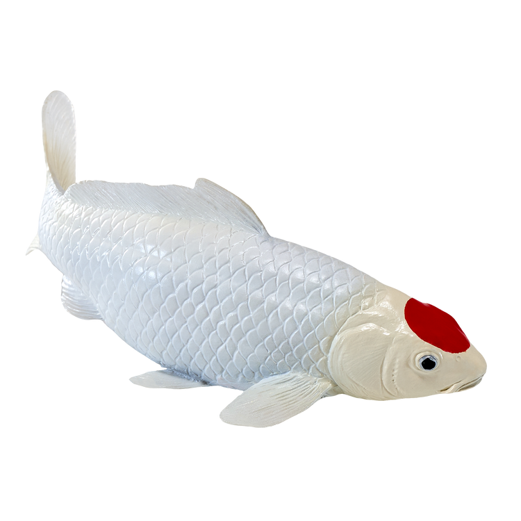 Koi Carp - Tancho