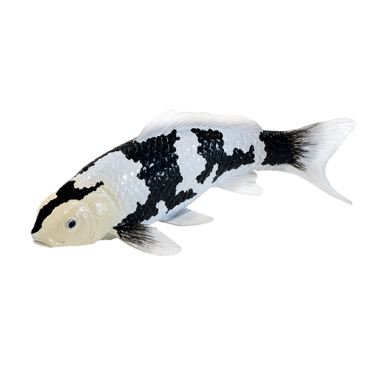 Koi Carp - Shiro Utsuri