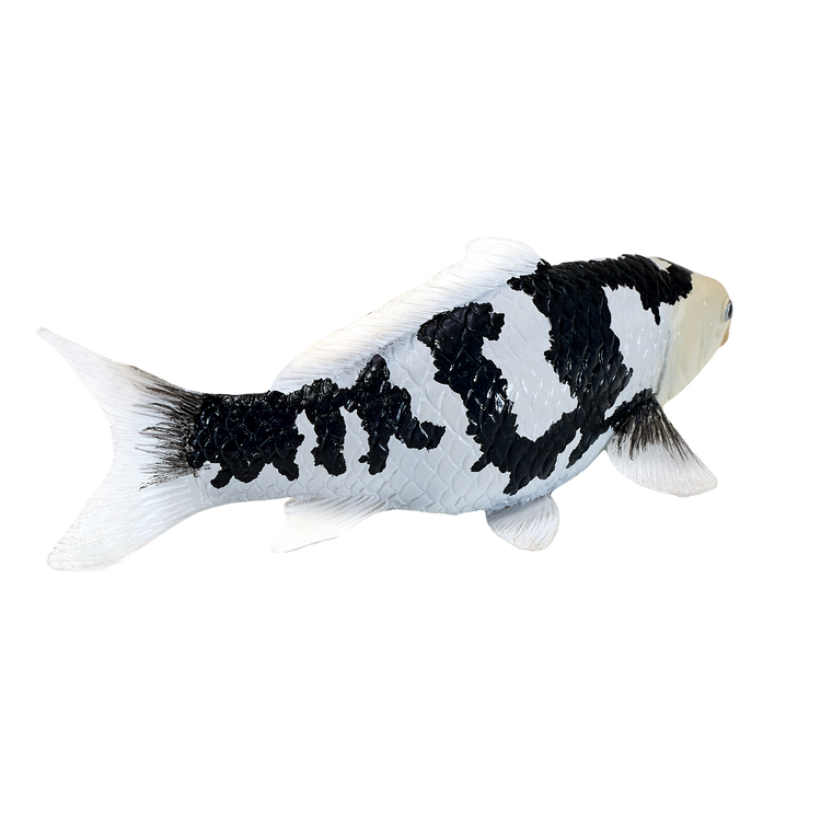 Koi Carp - Shiro Utsuri