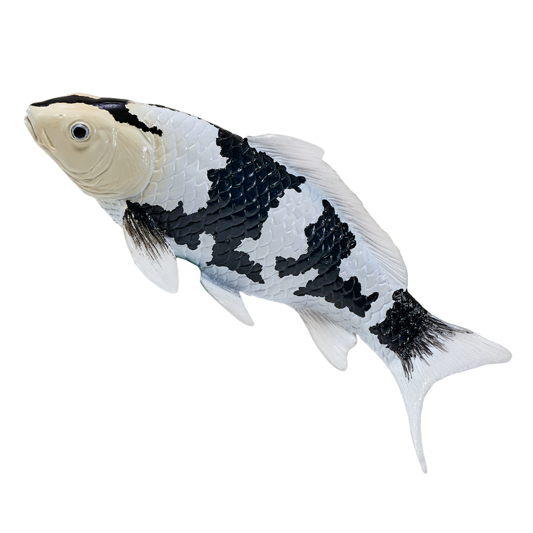 Koi Carp - Shiro Utsuri