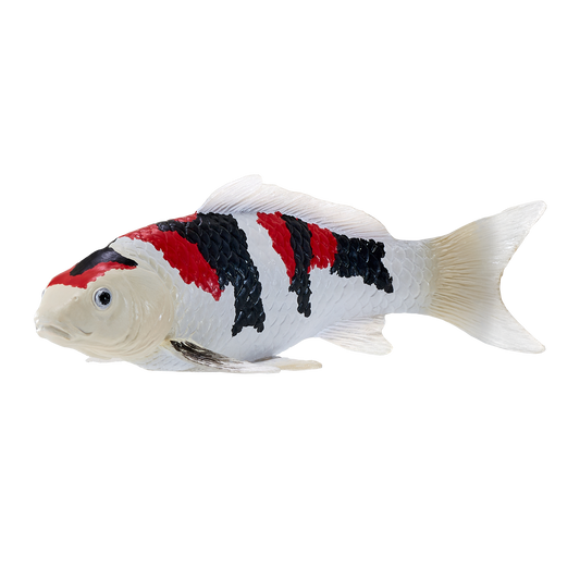 Koi Carp - Showa Sanshoku