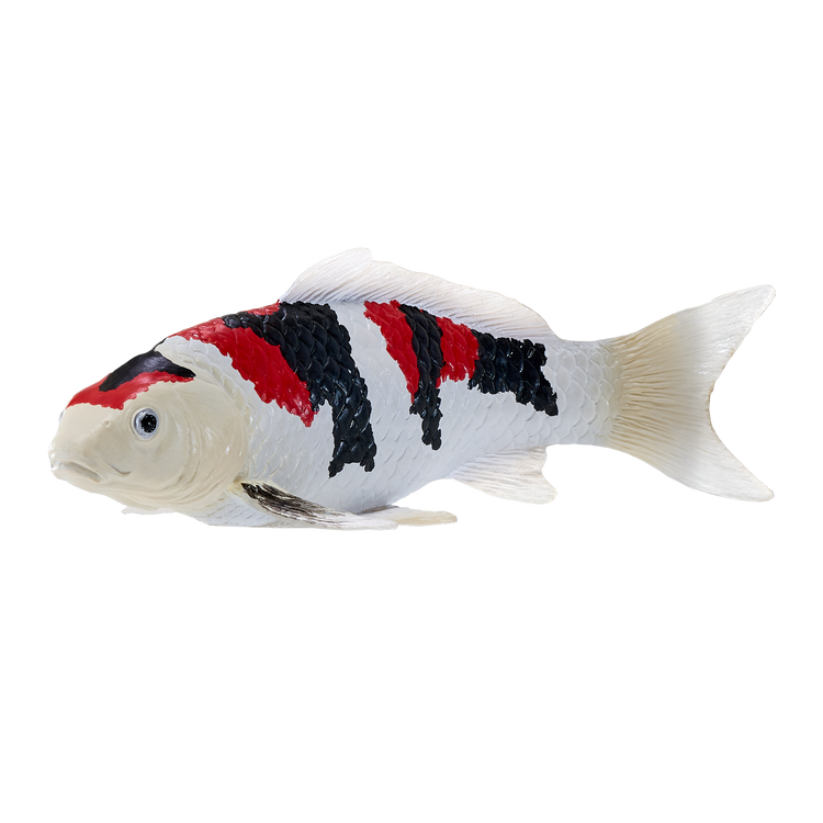 Koi Carp - Showa Sanshoku