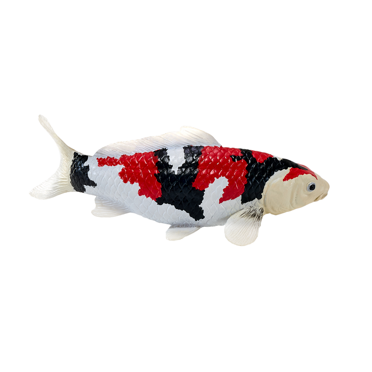 Koi Carp - Showa Sanshoku