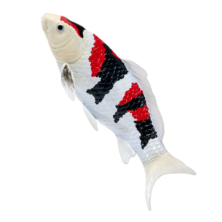 Koi Carp - Showa Sanshoku