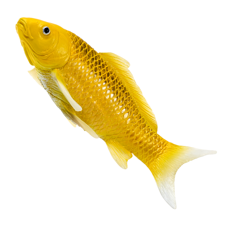 Koi Carp - Kin Matsuba