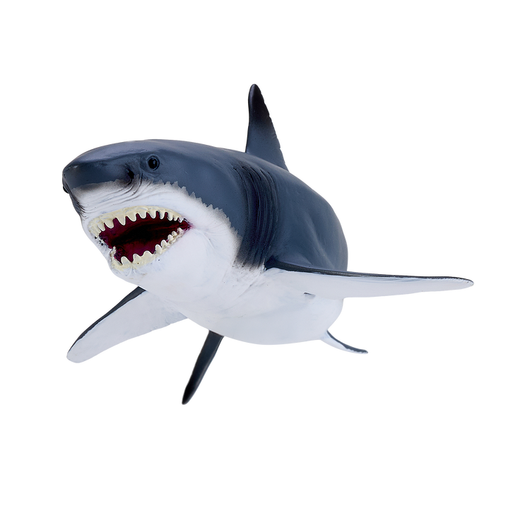 Great White Shark