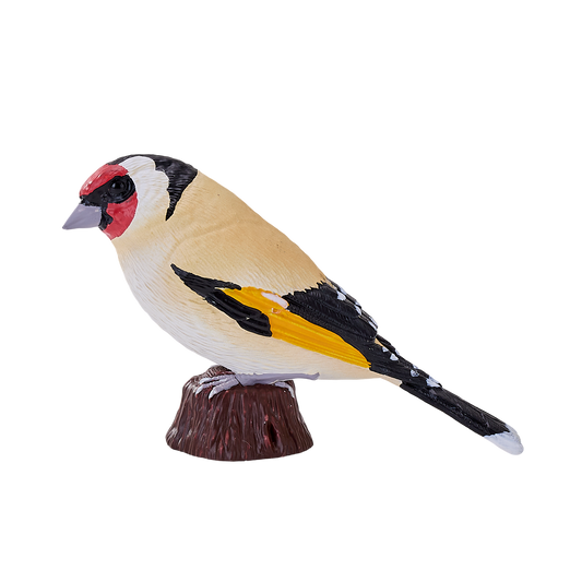 European Goldfinch