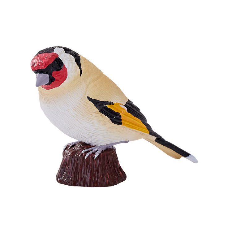 European Goldfinch