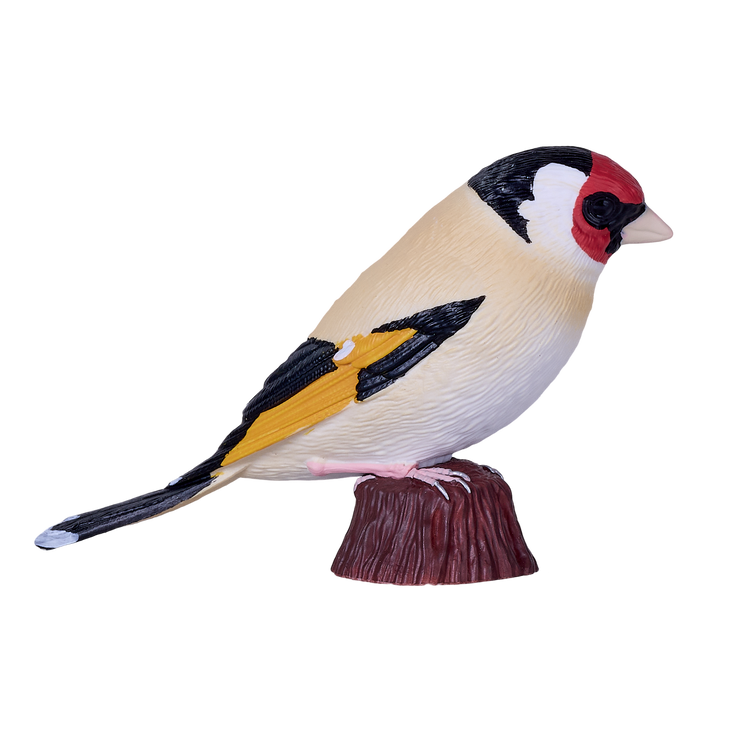 European Goldfinch