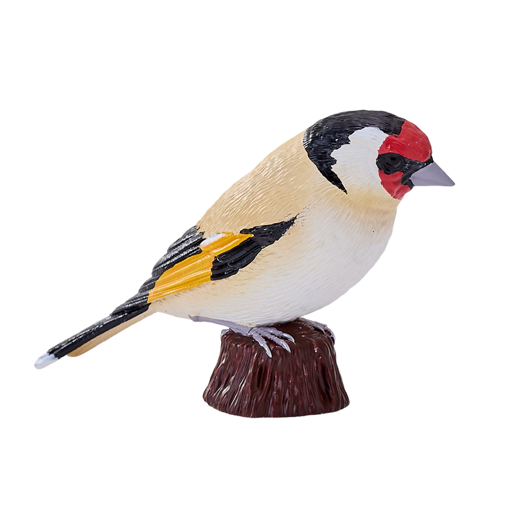 European Goldfinch