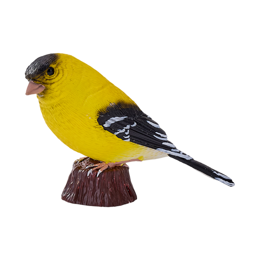 American Goldfinch