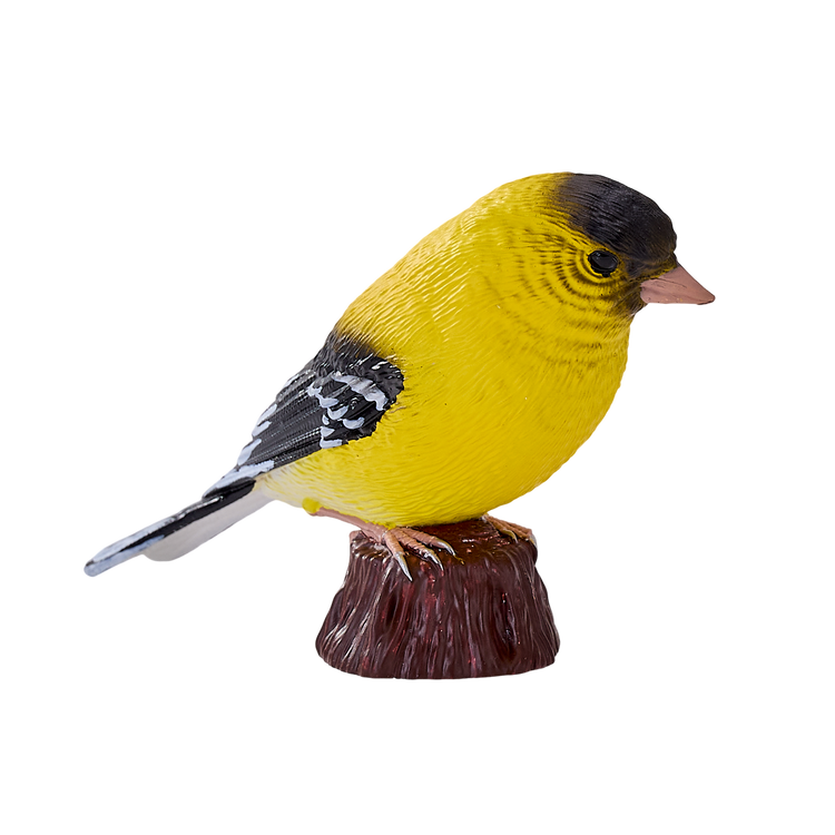 American Goldfinch