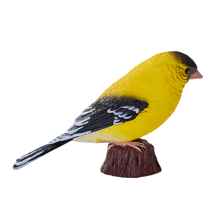 American Goldfinch