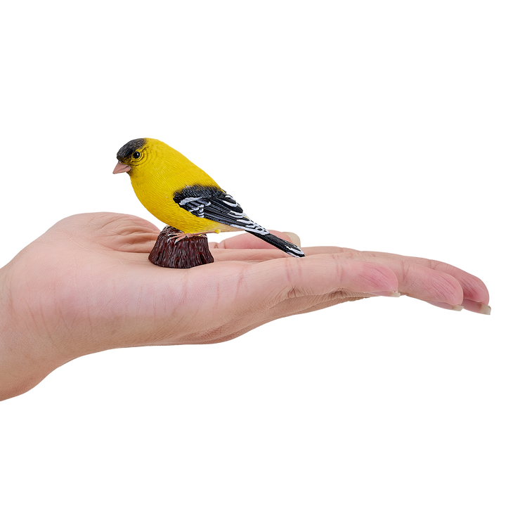 American Goldfinch