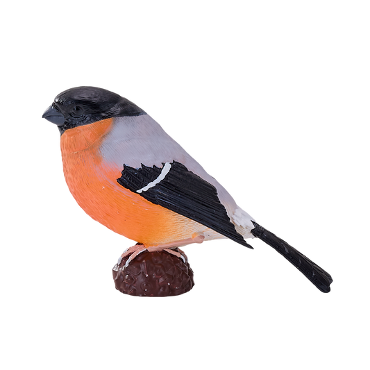 Bullfinch