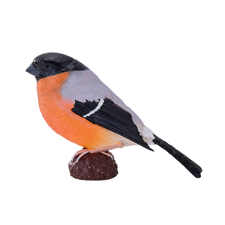 Bullfinch